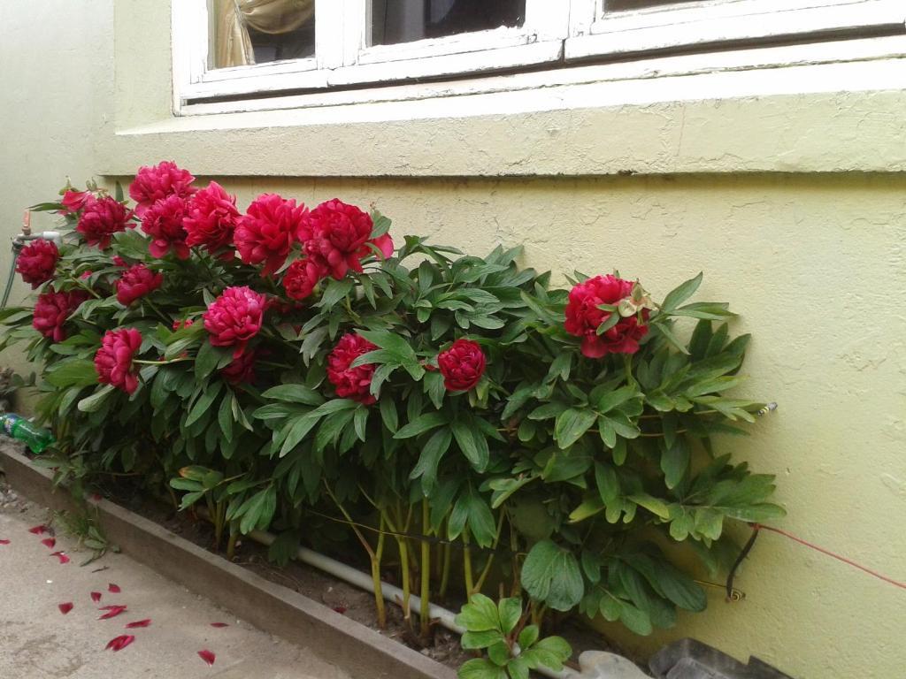 Hostal Chiloe Hostel ปุนตาอาเรนาส ภายนอก รูปภาพ